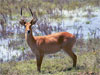 Kasane - Parco nazionale del Chobe