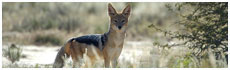 Kgalagadi Transfrontier