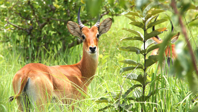 Nazinga Game Ranch