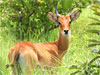 Ouagadougou - Reserva de Nazinga