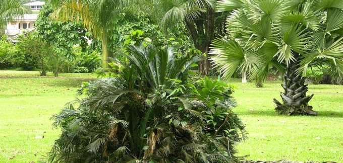 Jardín botánico