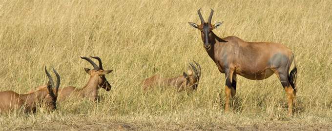 Masai Mara