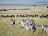 Narok - Masai Mara
