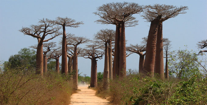 Avenida dos Baobabs