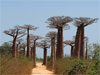 Morondava - Avenue of the Baobabs