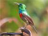 Lagos - Lekki Conservation Centre