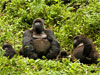 Parque nacional dos Vulces - Parque nacional dos Vulcões