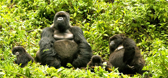 Parque nacional dos Vulcões