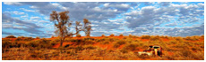 Kalahari Desert