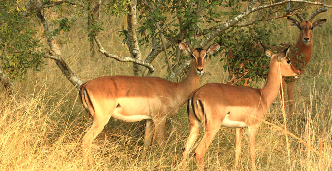 Mkhaya Naturreservat