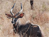 Mbabane - Mkhaya Naturreservat