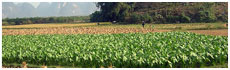 Guilin