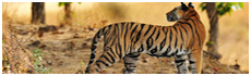 Bandhavgarh