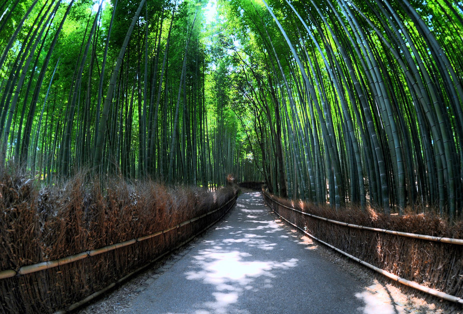 Bambuswald in Sagano