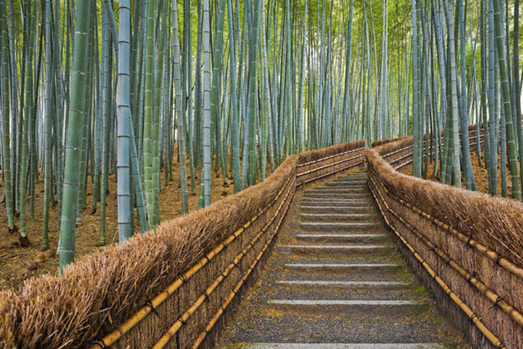 Floresta de Bambu de Sagano