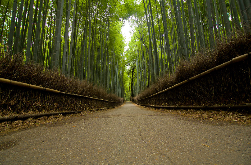 Foresta di Bambù di Sagano