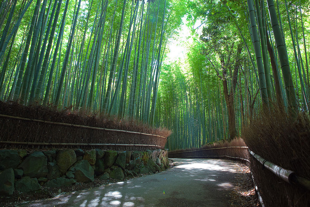 Bosque de Bambú de Sagano