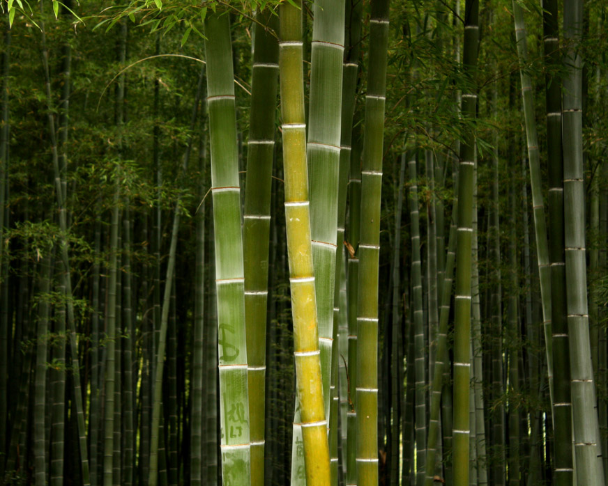 Bosque de Bambú de Sagano