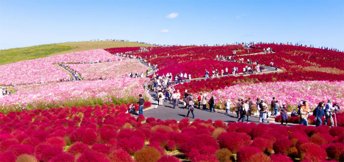 Kochia Hill