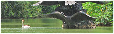 Swan Lake