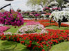 Abu Dhabi - Al Ain Paradise Garden