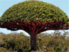 Socotra - Socotra