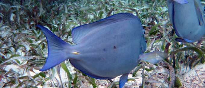 Hol Chan Marine Reserve