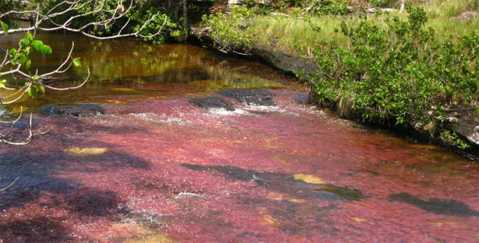 Caño Cristales