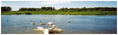 Lac Swan