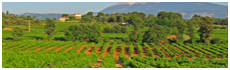 Côtes du Ventoux