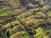 Vernazza(Sp) - The Terraces of the Cinque Terre