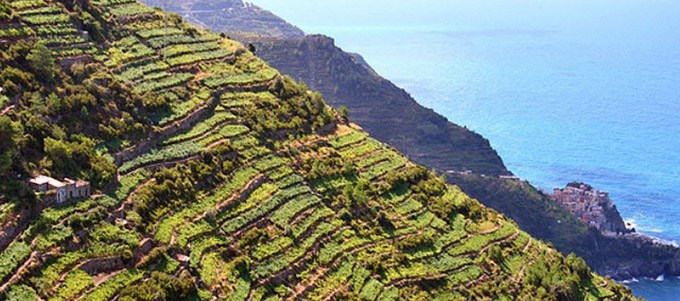 I Terrazzamenti alle Cinque Terre