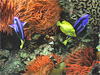 Genoa(Ge) - The Aquarium of Genoa