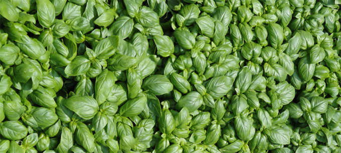 Genovese Basil