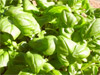 Genoa(Ge) - Genovese Basil