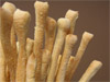 Turín(To) - Palitos de pan