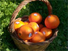 Catane(Ct) - Oranges sanguines