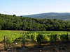 Civitella Paganico(Gr) - La nature