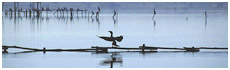 Lac de Massaciuccoli(Lu)