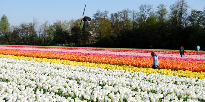 Keukenhof