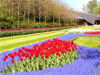 Lisse - Keukenhof