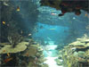 Lisbonne - Oceanarium