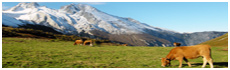 Picos de Europa