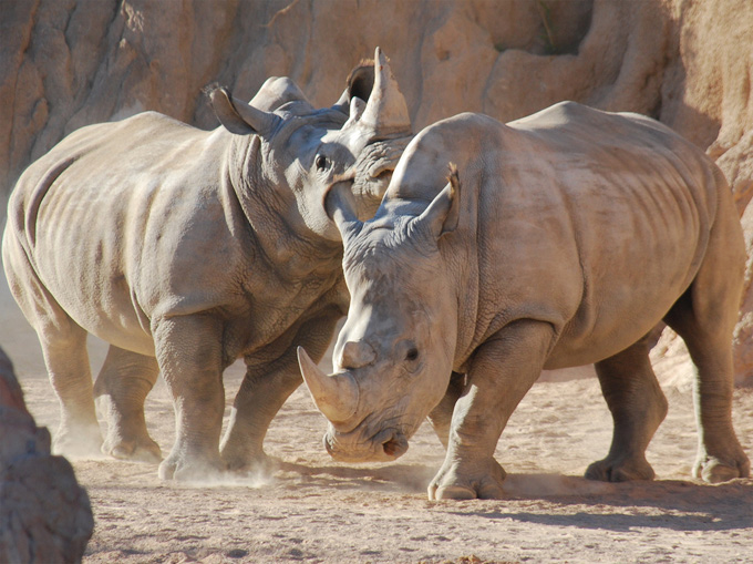 Bioparc Valencia