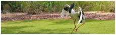 Jabiru