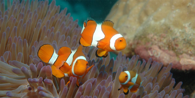 Great Barrier Reef