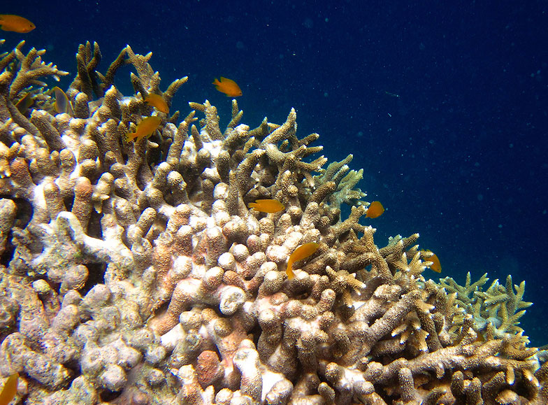 Grande barrière de corail
