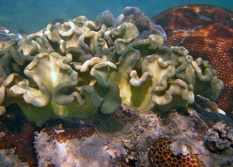 Grande barriera corallina