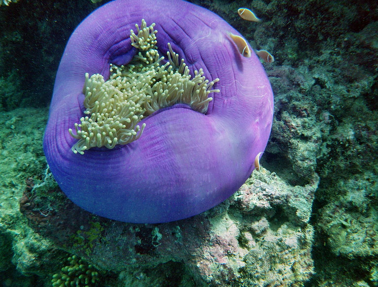 Gran barrera de coral