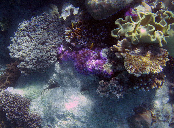 Grande Barreira de Coral